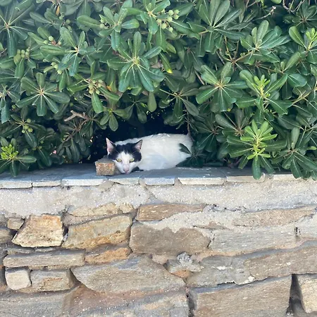 Iliopetra Aparthotel Chrisi Akti (Paros)