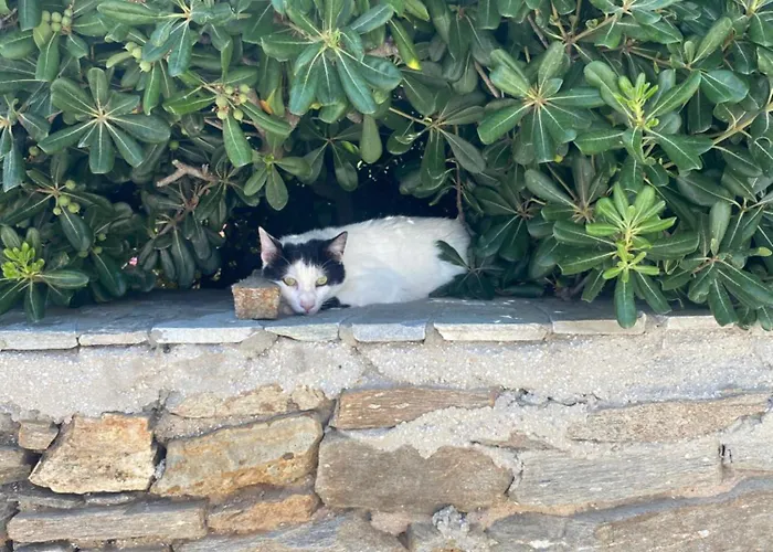 Iliopetra מלון דירות חריסי אקטי